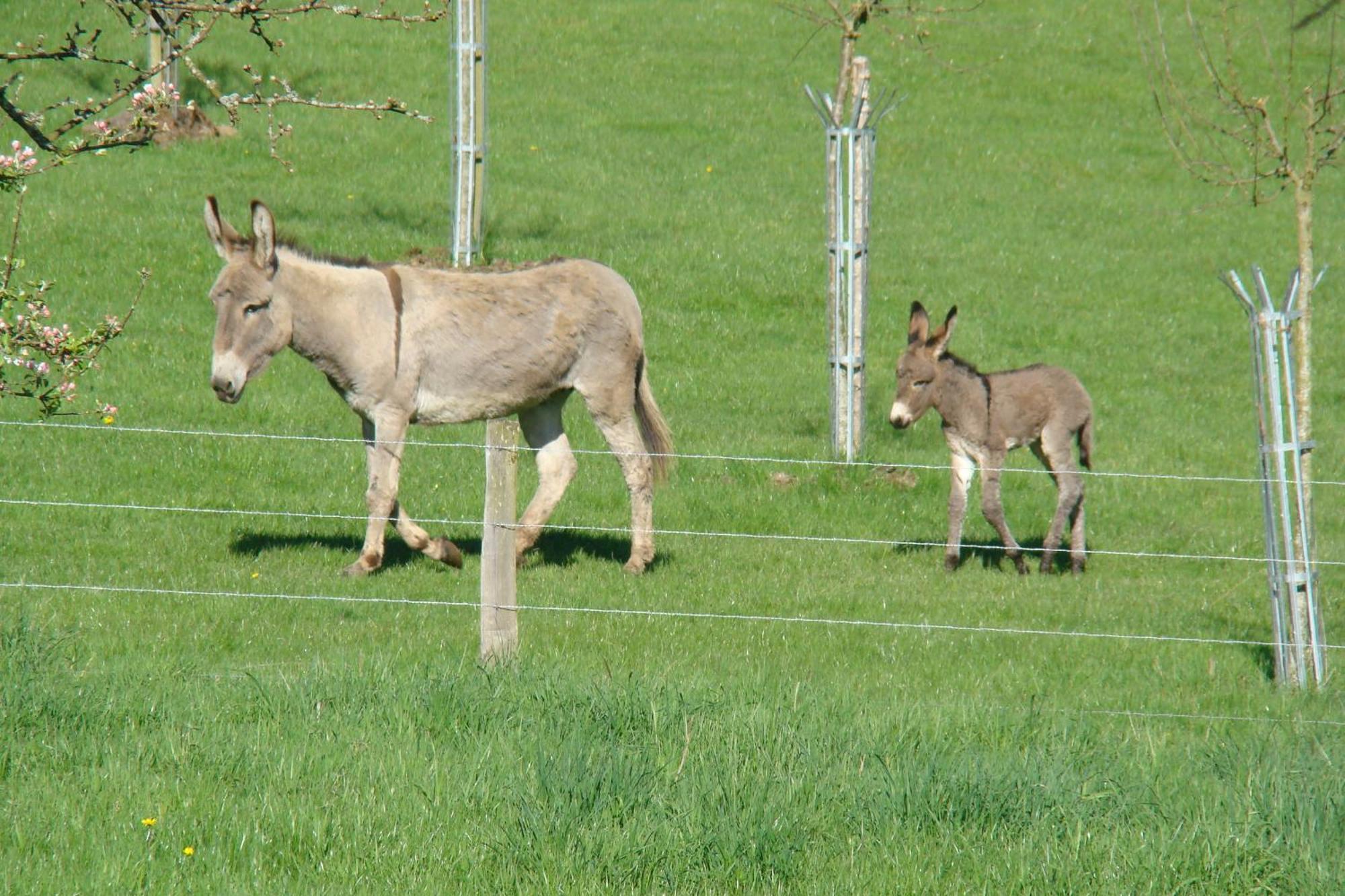 Gite De La Cour Campandre-Valcongrain Bagian luar foto